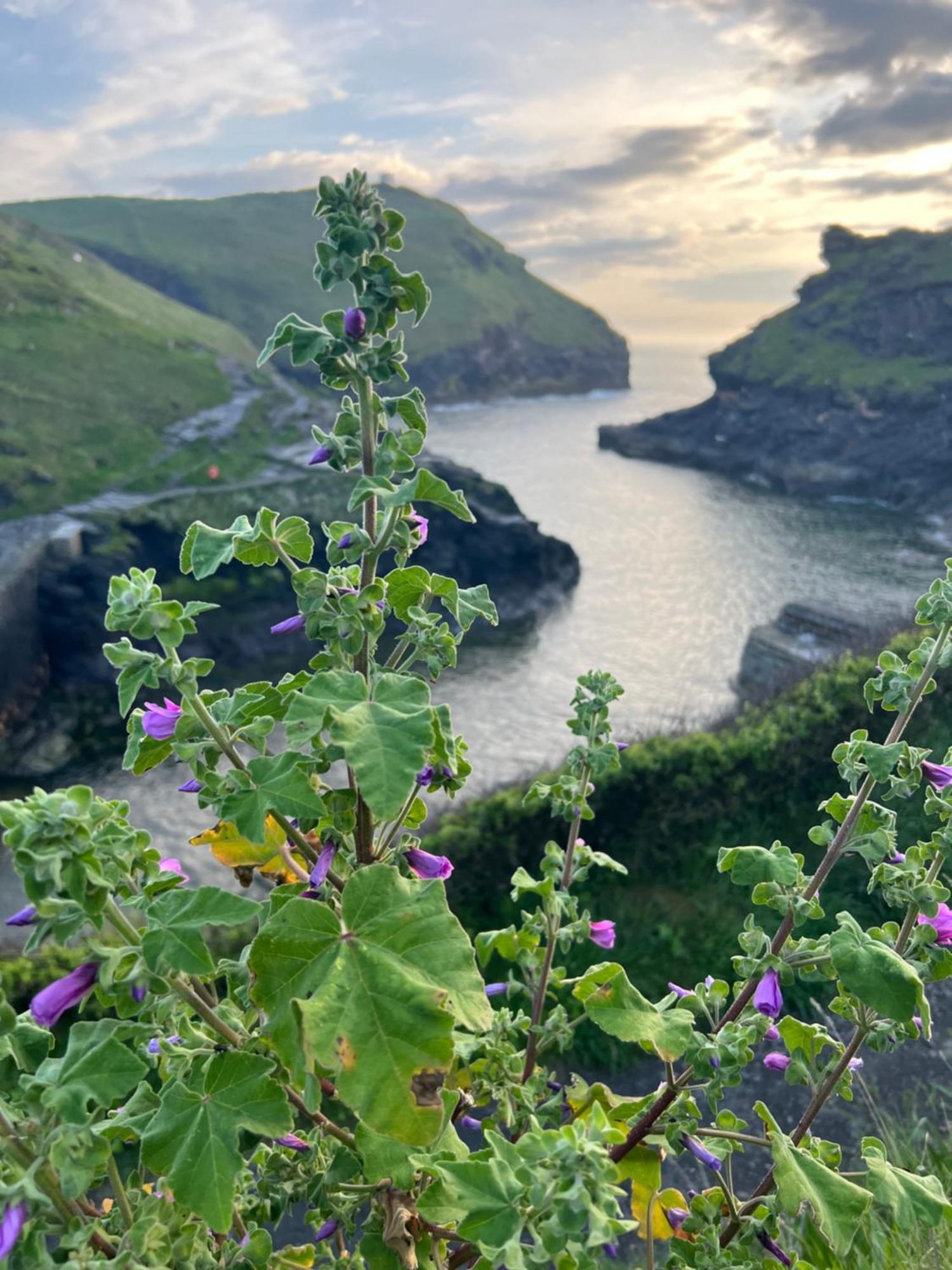 Courtyard Farm * Boscastle